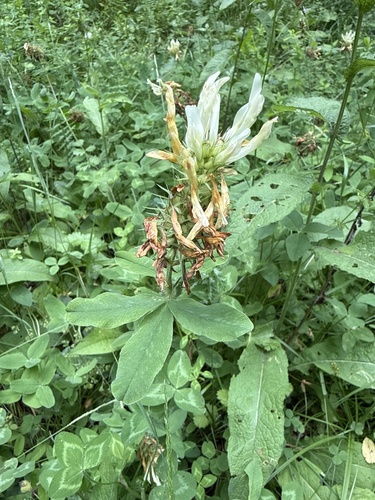 Trifolium canescens, photograph 4