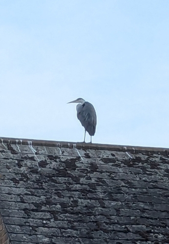 Grey Heron