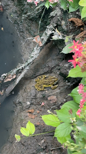 Indus Valley Bullfrog
