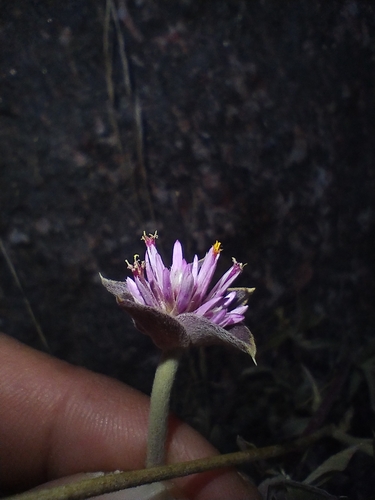 Gomphrena pulchella, photograph 1