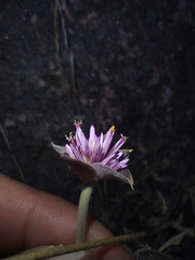 Gomphrena pulchella, photograph (c) Matias Baranzelli, some rights reserved (CC BY)