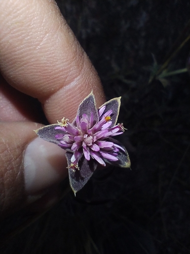 Gomphrena pulchella, photograph 2
