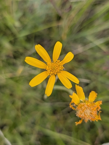 Arnica fulgens observed 2026-07-09