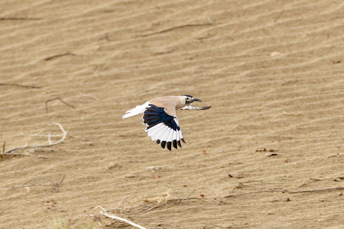 Xinjiang Ground-Jay