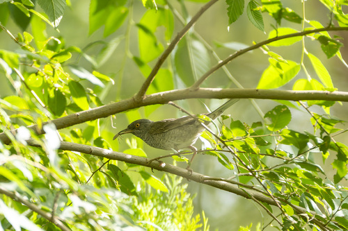 Barred Warbler