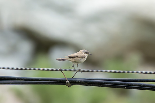Lesser Whitethroat