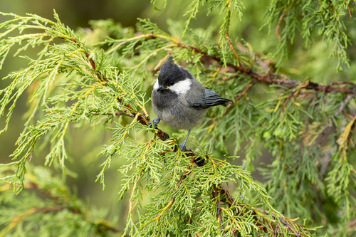 Rufous-naped Tit