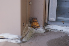 Papaipema leucostigma