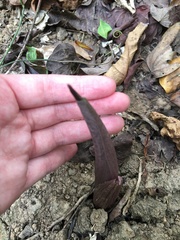 Amorphophallus henryi