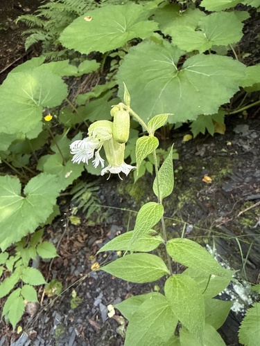 Silene macrophylla, photograph 1