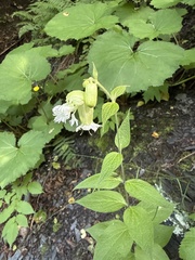 Silene macrophylla