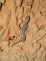 Phyllodactylus bordai