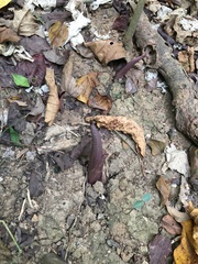 Amorphophallus henryi