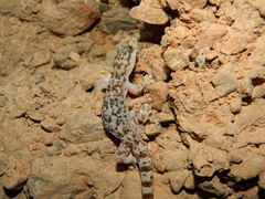 Phyllodactylus bordai