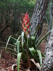 Tillandsia ponderosa
