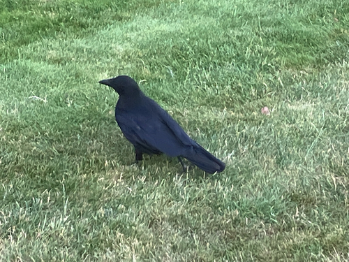 Carrion Crow