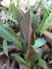 Triosteum