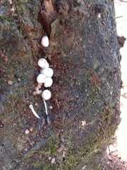 Coprinellus truncorum