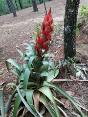 Tillandsia ponderosa