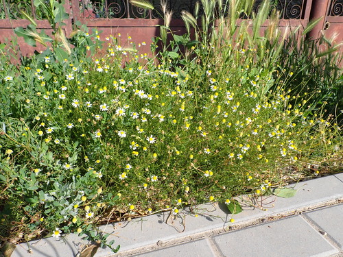 German Chamomile