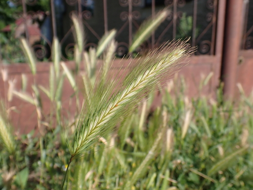 wall barley