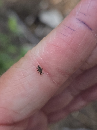 iNaturalist observation photo of Lace Bugs