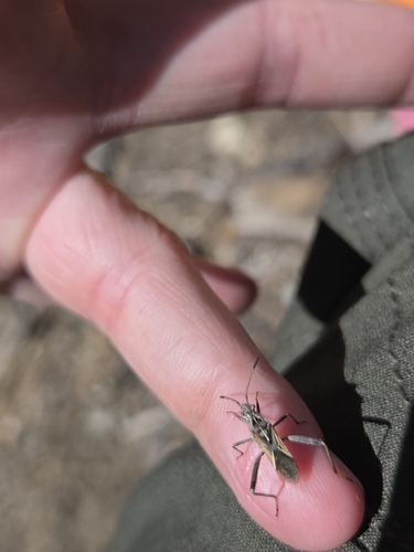 iNaturalist observation photo of Broad-headed Bugs