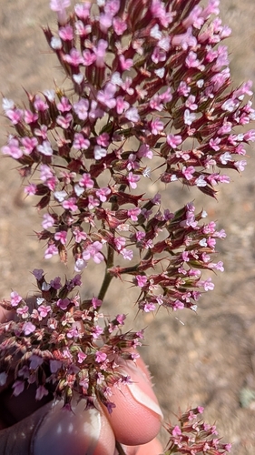 iNaturalist observation photo of spineflowers