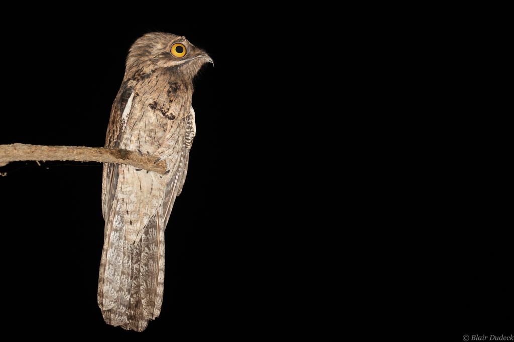 Northern Potoo