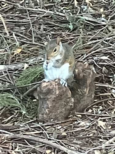 Eastern Gray Squirrel