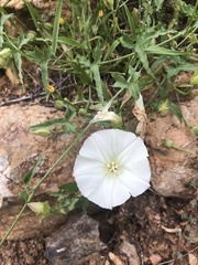 Calystegia macrostegia arida