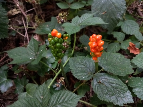 Cuckoo-pint