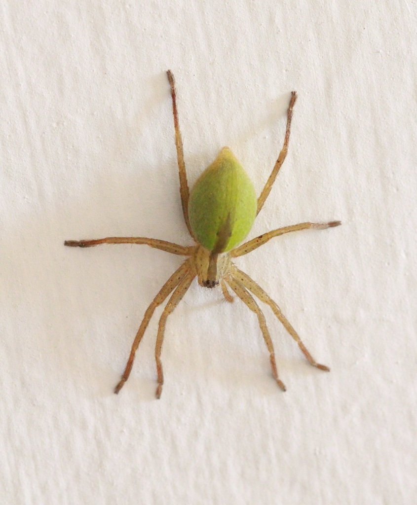 Micrommata formosa