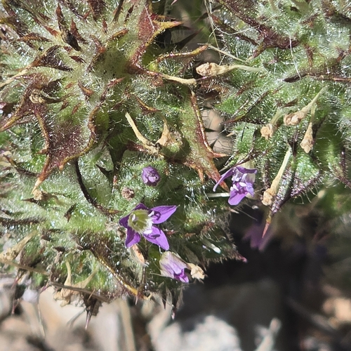 iNaturalist observation photo of Hollyleaf Pincushionplant