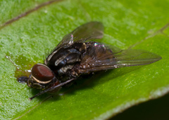 Graphomya rufitibia