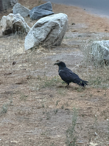 iNaturalist observation photo of Common Raven