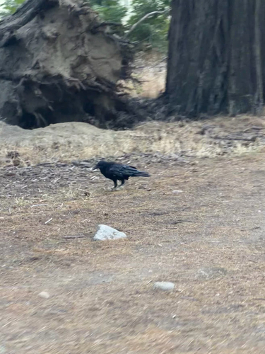 iNaturalist observation photo of Common Raven