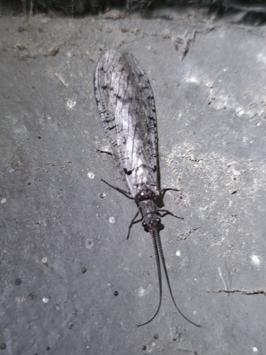 iNaturalist observation photo of Protochauliodes