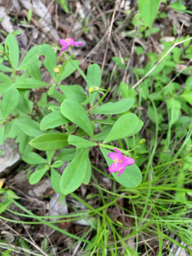 Philippine spinach (Talinum fruticosum)