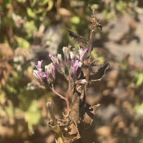 iNaturalist observation photo of Sacapellote