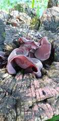 Auricularia fuscosuccinea