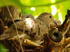 Columbina talpacoti