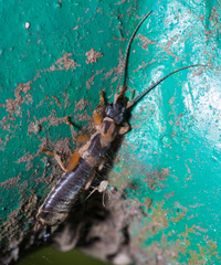 Cranopygia