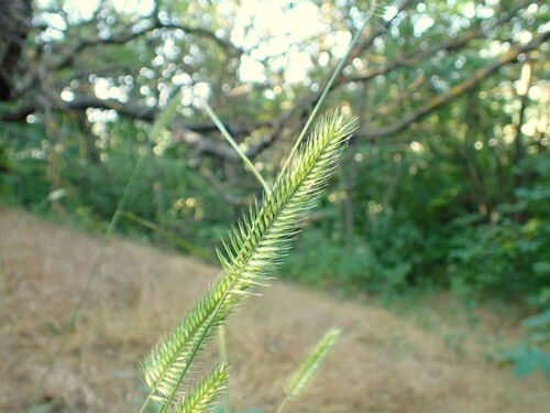 Crested Wheatgrass