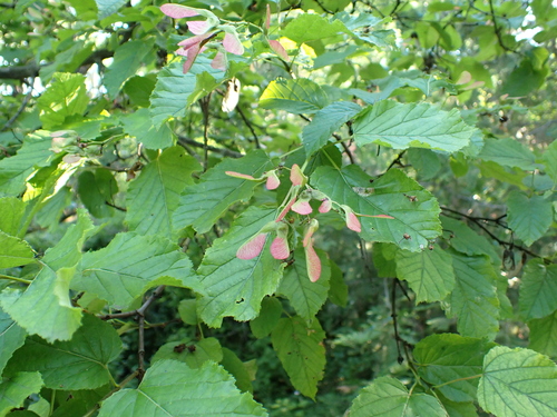 Acer tataricum tataricum