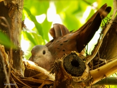 Columbina talpacoti