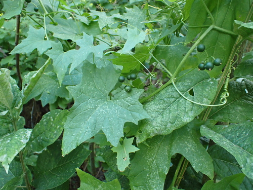 Eastern White-bryony