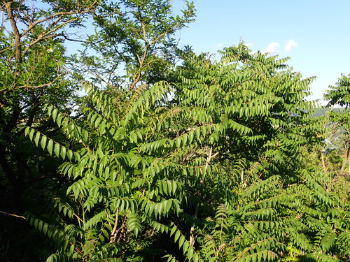 tree-of-heaven