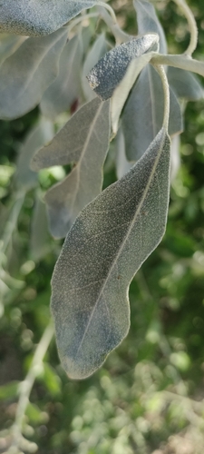 Russian olive