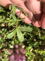 Trifolium ciliolatum